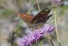 Erebia montanus